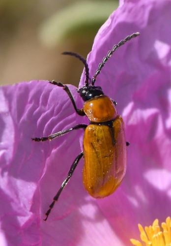 Réf. 228 113 : Exosoma lusitanicum